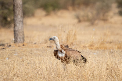 Side view of a bird on land