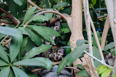 Close-up of insect on plant