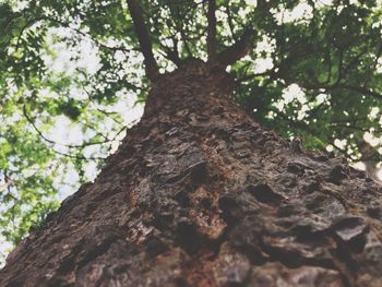 Low angle view of tree trunk