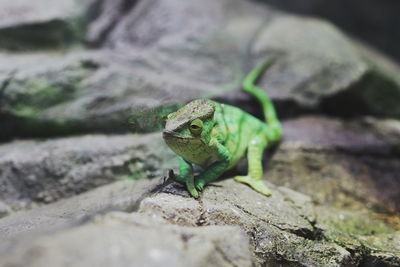 Close-up of lizard on rock