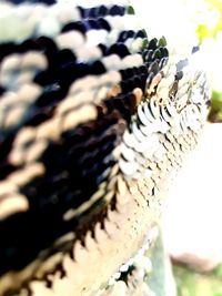 Close-up of rope on wood