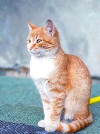 Close-up of a cat looking away