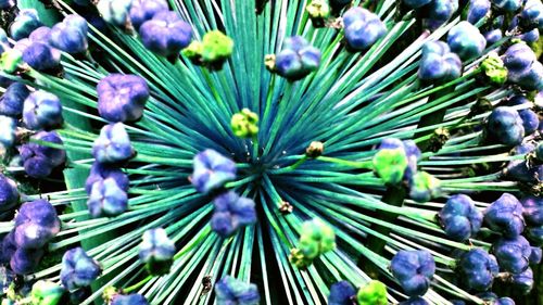 Close-up of purple flowers