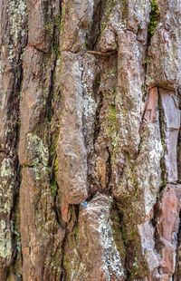 Full frame shot of tree trunk