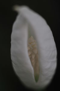 Close-up of white flower against black background