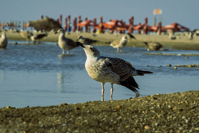 Seagull perching on a beach