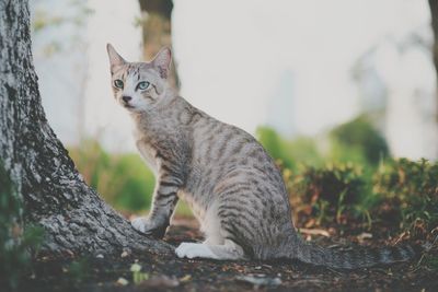 Portrait of a cat