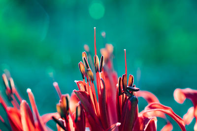 Close-up of red flowers against blurred background