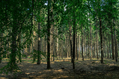 View of trees in forest