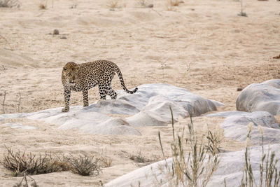 View of cat on ground