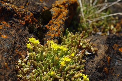 Close-up of lichen on plant