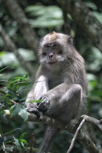 Monkey looking away while sitting on tree in forest