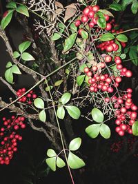 Close-up of fruits on tree