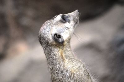 Close-up of a bird