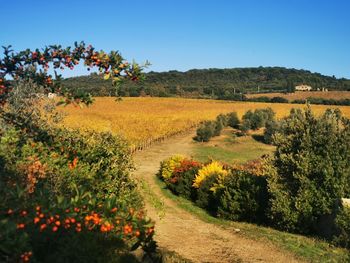 Scenic view of agricultural field against sky in toscana 