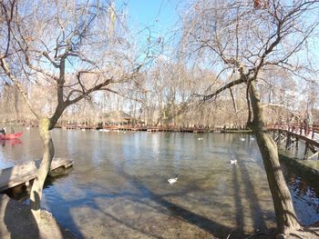 Bare trees by lake against sky