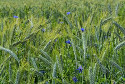 Close-up of plants growing on field