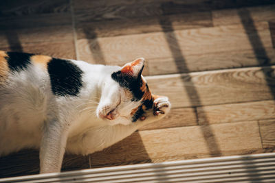 High angle view of a cat