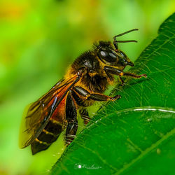 Honeybee on a leaf 