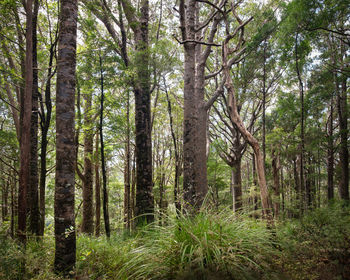 Pine trees in forest