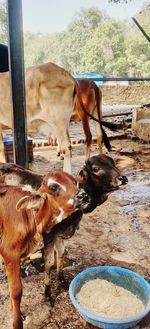 Cow drinking from a horse