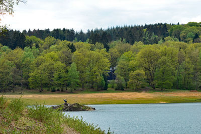 Scenic view of lake by trees in forest against sky