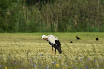Stork on a field