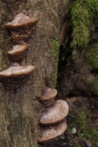 Close-up of tree trunk