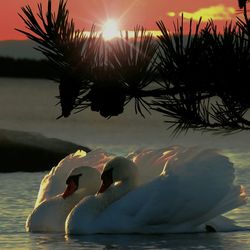 Scenic view of sea during sunset