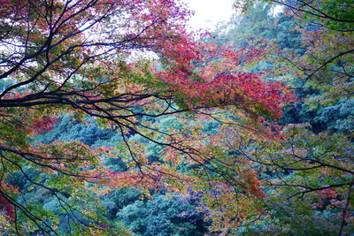 Low angle view of trees in forest during autumn