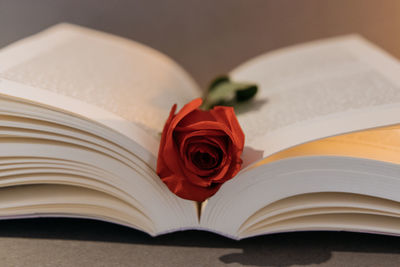 Close-up of red rose on table