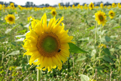 Close-up of fresh sunflower blooming in field