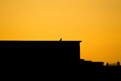 Low angle view of silhouette bird perching on orange sky