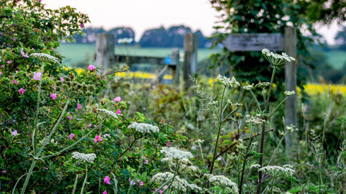 Close-up of flowering plants growing on field