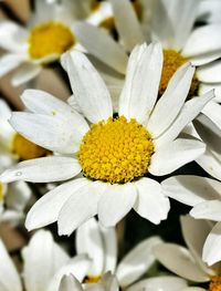 Close-up of white daisy blooming outdoors