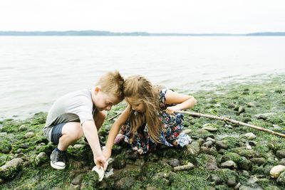 Siblings searching seashells while crouching on rocks at beach against clear sky