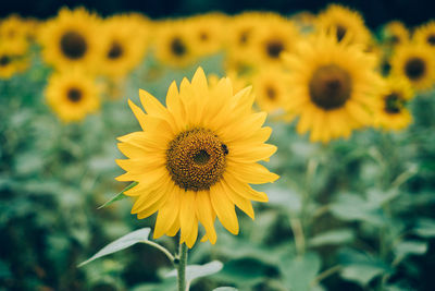 Bee on sunflower