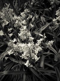 Close-up of flowers