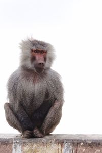 Close-up of monkey sitting against clear sky