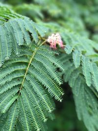 Close-up of caterpillar on plant