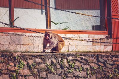 Monkey sitting on wall