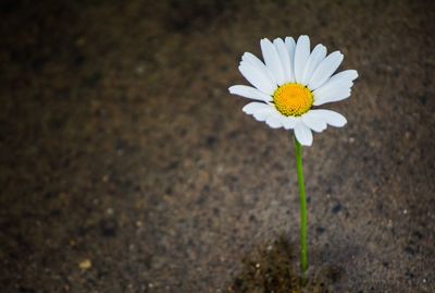 Close-up of flower blooming outdoors