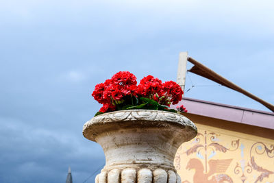 Low angle view of flower against the sky