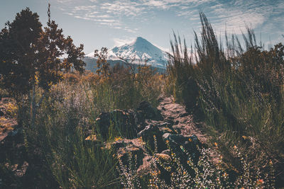 Plants growing on land against sky