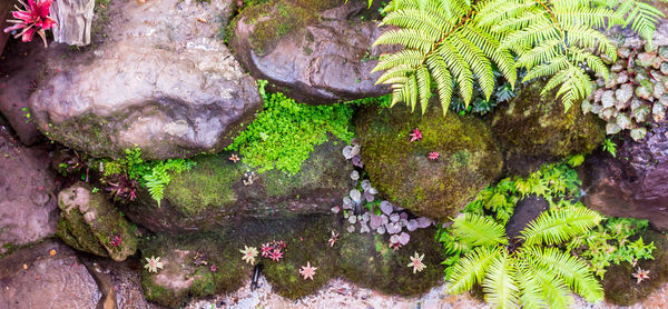 High angle view of plants growing on rock
