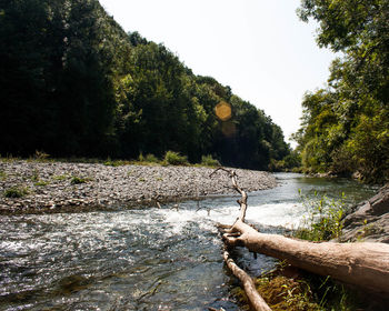 Scenic view of river in forest against clear sky