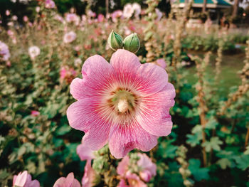 Close-up of pink flowering plant in park
