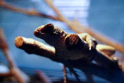 Close-up of lizard