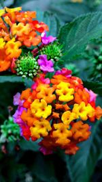 Close-up of fresh flowers blooming