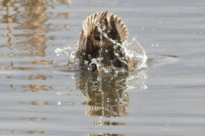 Waves splashing in water